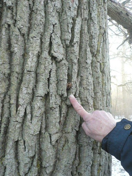 Noisette dans l'enclume (sitelle)